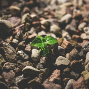 A small green sprout grows amidst scattered stones, symbolizing life and resilience.